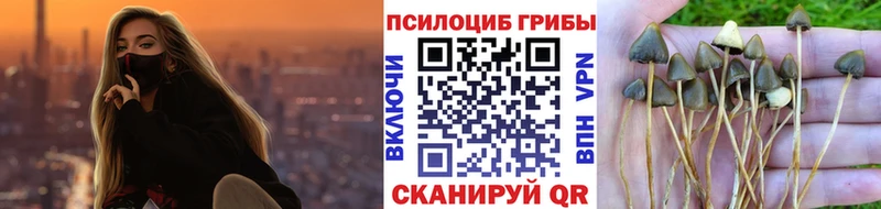 Галлюциногенные грибы Psilocybine cubensis Гусев